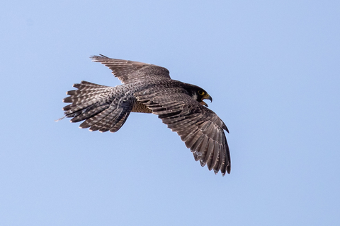 Wanderfalke im Flug | &copy; Daniel Karmann