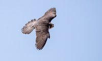 Wanderfalke im Flug | © Daniel Karmann