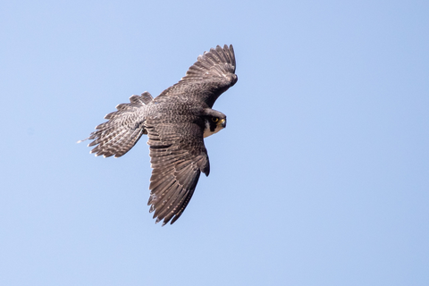 Wanderfalke im Flug | &copy; Daniel Karmann