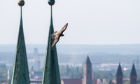 Wanderfalke im Flug | © Daniel Karmann