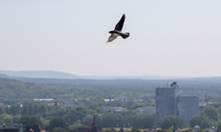 Wanderfalke im Flug | © Daniel Karmann