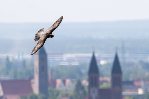 Wanderfalke im Flug | &copy; Daniel Karmann