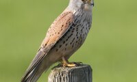 Turmfalke auf Holzpfahl | © Stefan Ott / piclease