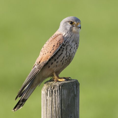 Turmfalke auf Holzpfahl | © Stefan Ott / piclease