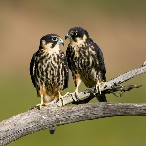 Baumfalken auf einem Ast  | © Hans Glader / piclease