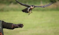 Wanderfalke wird frei gegeben - Falco peregrinus | © Astrid Brillen / piclease