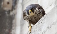 Wanderfalke auf Mauer | © Alexander Erdbeer - stockadobe.com