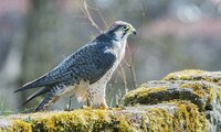 Wanderfalke auf Felsen | © Schulz Foto - stockadobe.com