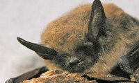 Bartfledermaus - Myotis mystacinus | © Bettina Cordes