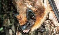 Breitflügelfledermaus | ©  Dr. Detlev Cordes