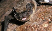 Zweifarbfledermaus | © © Dr. Detlev Cordes