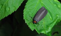 Rotkragen Flechtenbärchen | © Leo Weltner / Kreis Nürnberger Entomologen