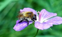 Ackerhummel | © Leo Weltner / Kreis Nürnberger Entomologen