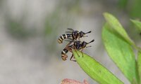 Vierstreifige Dickkopffliege | © Leo Weltner / Kreis Nürnberger Entomologen