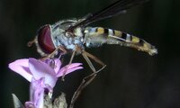 Gemeine Winterschwebfliege | © Leo Weltner / Kreis Nürnberger Entomologen