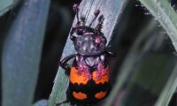 Totengräber | © Leo Weltner / Kreis Nürnberger Entomologen