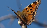 Großer Fuchs | © Leo Weltner / Kreis Nürnberger Entomologen