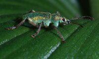 Familie der Rüsselkäfer | © Leo Weltner / Kreis Nürnberger Entomologen