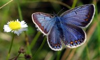 Hauhechelbläuling | © Leo Weltner / Kreis Nürnberger Entomologen