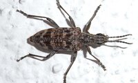 Kleiner Zangenbock | © Leo Weltner / Kreis Nürnberger Entomologen