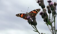 Distelfalter | © Leo Weltner / Kreis Nürnberger Entomologen