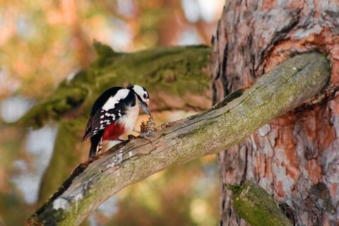 Buntspecht (Männchen) an Spechtschmiede | © Rüdiger Kaminski / piclease