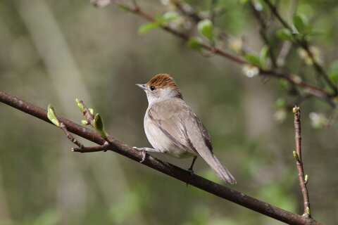 Mönchsgrasmücke (Weibchen) | © Hans-Joachim Fünfstück / piclease