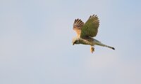 Rüttelflug Turmfalke | © Jörg Hemmer/piclease