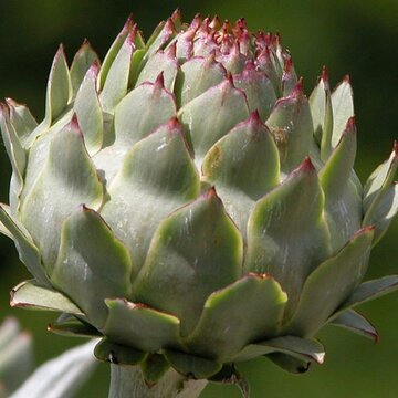 Artischocke (Cynara scolymus) | © Brunswyk (CC BY-SA 3.0)