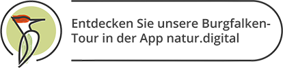 Entdecken Sie unsere Burgfalken-Tour in der App natur.digital