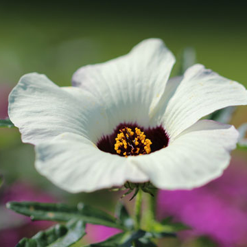 Hibiskus | © Dr. Stefan Böger