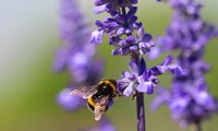 Hummel an einer blau-blühenden Trachtpflanze | © Dr. Stefan Böger