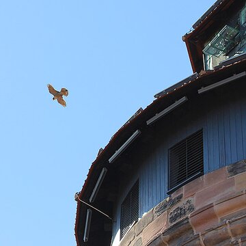 Wanderfalke am Sinwellturm der Kaiserburg | © Dr. Stefan Böger