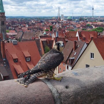 Wanderfalke  | © Dr. Helmut Mägdefrau