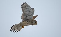 Turmfalke im Flug mit weit ausgebreiteten Flügeln vor blauem Himmel | © Manfred Nieveler / piclease