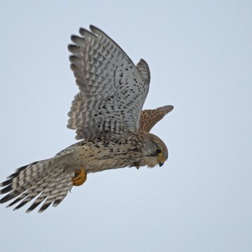 Turmfalke im Flug | © Manfred Nieveler / piclease