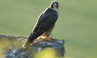 Ein Wanderfalke sitzt an der Ecke der Burgmauer und sieht seitlich zur Kamera | © Wolfgang Lorenz