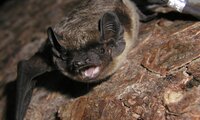 Graubraune Fledermaus an einem Baumstamm sitzend mit weit aufgerissenem Maul | © Dr. Detlev Cordes